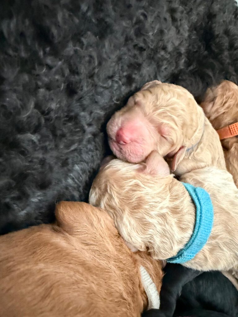 WhatsApp Image 2026-03-16 at 20.17.57 (4)