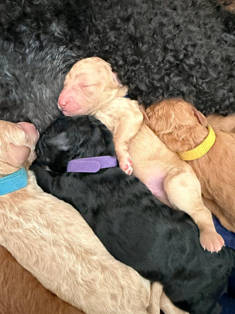 WhatsApp Image 2026-03-16 at 20.17.58 (1)