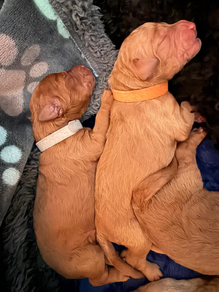 WhatsApp Image 2026-03-16 at 20.17.58 (4)